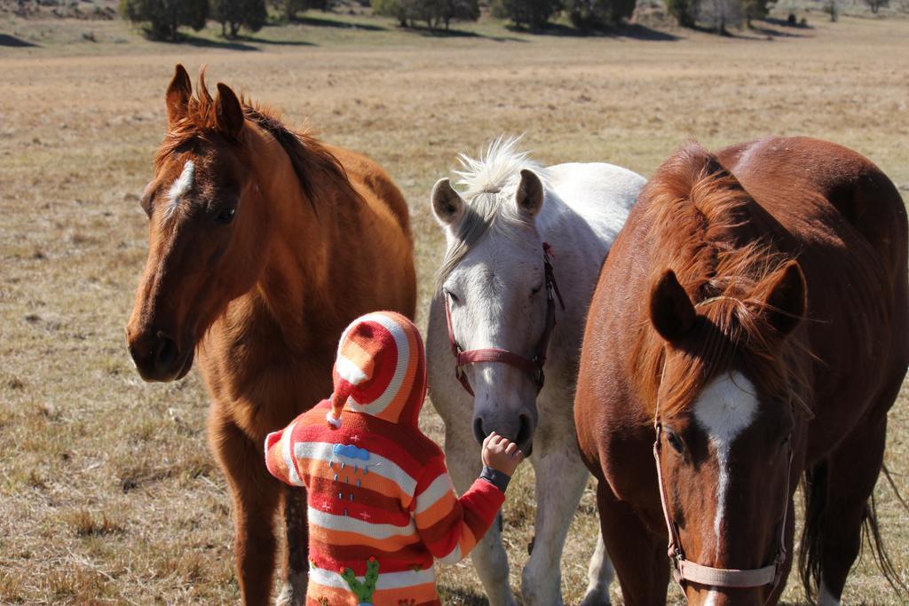 Sevier River Ranch & Cattle Company Villa Hatch Bagian luar foto